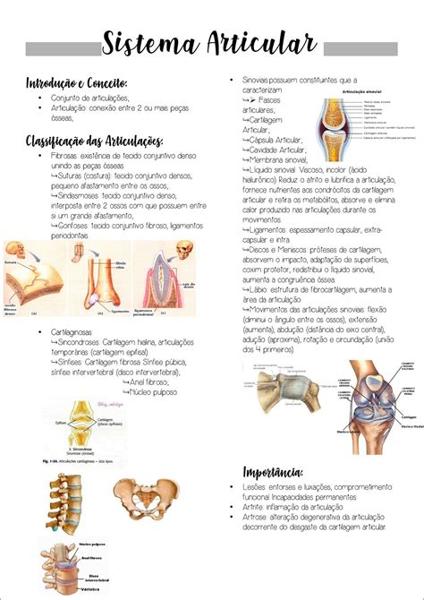 Mapas Mentais Sobre Sistema Articular Study Maps