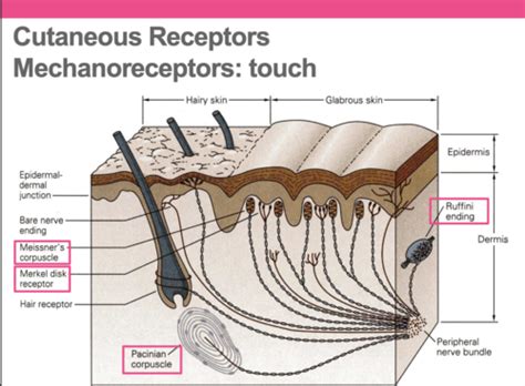 Somatosensory Perception Pain And Analgesia Flashcards Quizlet