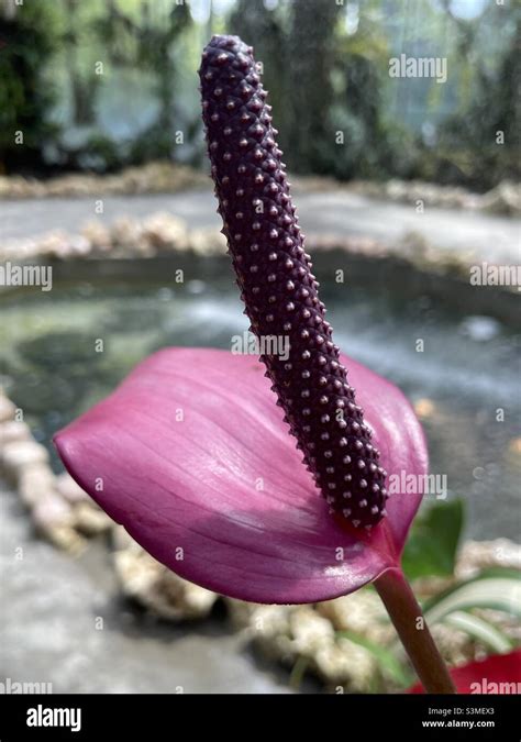 Purple Anthurium Plant Stock Photo Alamy