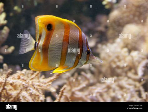 Copperband Butterflyfish Copper Banded Butterflyfish Beaked