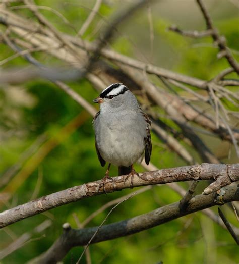 White Crowned Sparrow Zonotrichia Leucophrys Natureworks