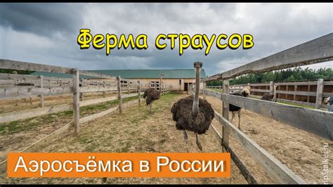 Ферм страусов «Русский страус» в Серпуховском районе | Russian ostrich ...