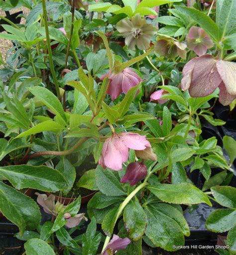 Helleborus Orientalis 2ltr Bunkers Hill Plant Nursery