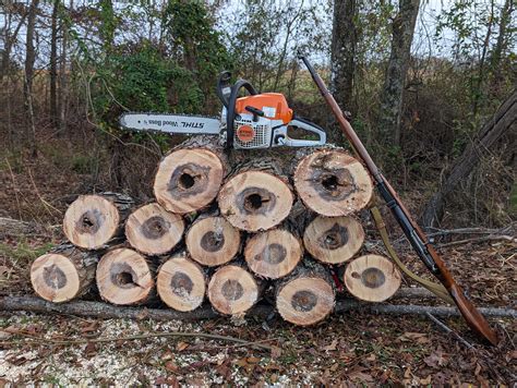 grandfather willow tree 9