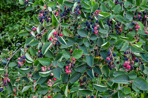 How To Grow And Care For Serviceberries Gardeners Path