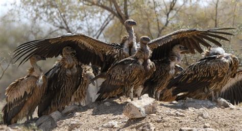 international vulture awareness day indias numbers increasing albeit