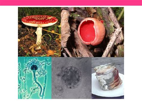 Morphology Of Fungi Ppt