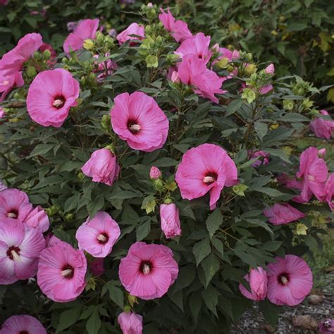 Summerific® Candy Crush Hibiscus