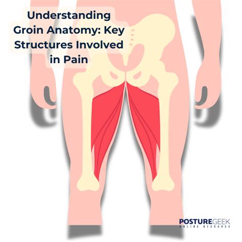 Groin Pain: Causes, Symptoms & Effective Treatment Options