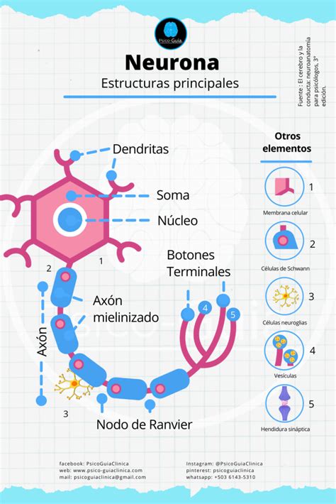 Neurona Y Sus Partes Psico Guia