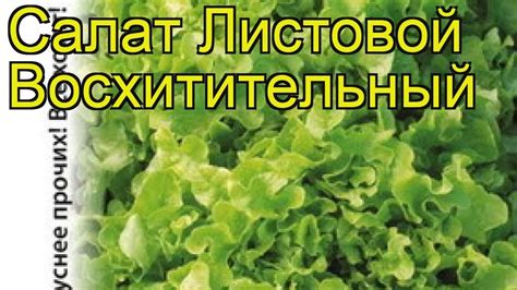 Салат листовой (Восхитительный). Краткий обзор, описание характеристик ...