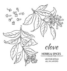 Clove Vector Images (over 5,900)
