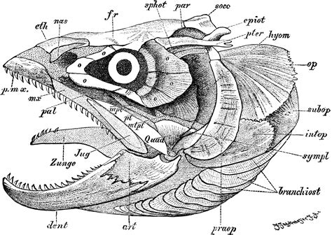 Fish Skeleton Anatomy