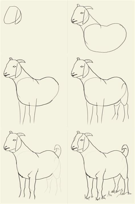Goat Drawing Tutorial