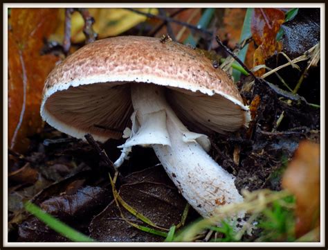Безплатна снимка : природа, макро, есен, фауна, гъбичка, Naturaleza ...
