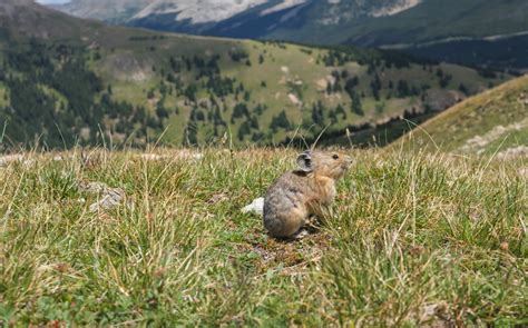 A Photographic Journey of the Colorado Trail - The Trek