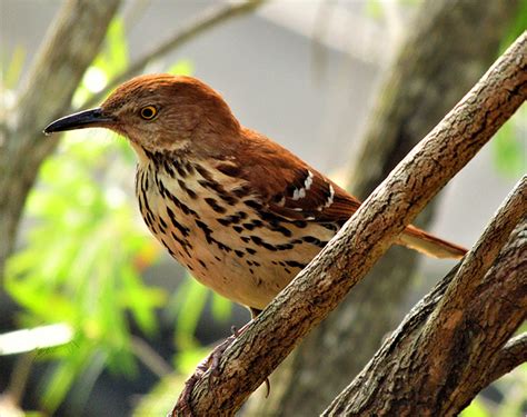 February 2019 Bird Of The Month Brown Thrasher Audubon Everglades