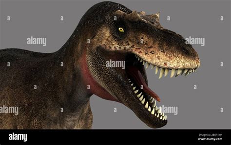 Dinosaurio Albertosaurus Fotos E Imágenes De Stock Alamy