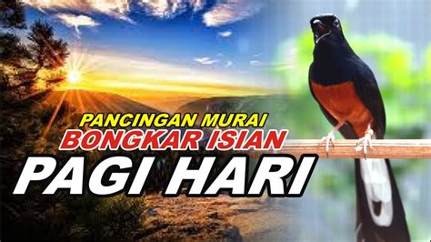 Live Pancingan Pagi Hari Bisa Bikin Murai Batu Gacor