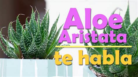 Aloe Aristata Tu Planta Ideal Para El Hogar Youtube