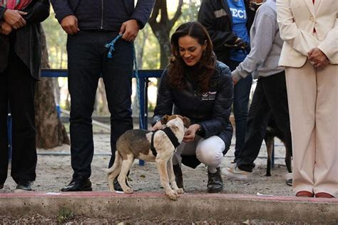 Ayuntamiento de Puebla va por la esterilización de más de 3 mil