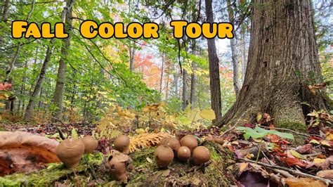 Fall Color Tour Without Leaving The Property Youtube