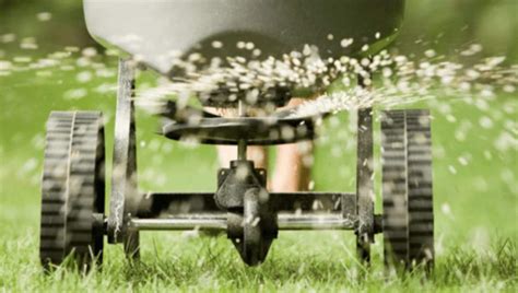 Overseeding Guide Lawn Nation