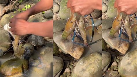 Spot Udang Galah Yang Sangat Menjanjikan YouTube