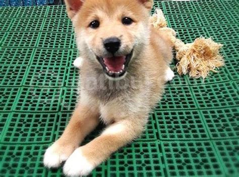 Türkiye de Tek Shiba Inu Yavrularımız