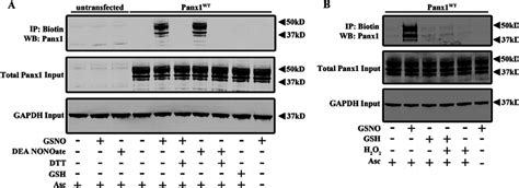 S Nitrosylation Of Panx1 By Gsno And Dea Nonoate A Biotin Switch Download Scientific