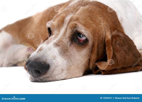 Retrato Del Foco Selectivo De La Cara Del Perro De Mirada Triste Imagen