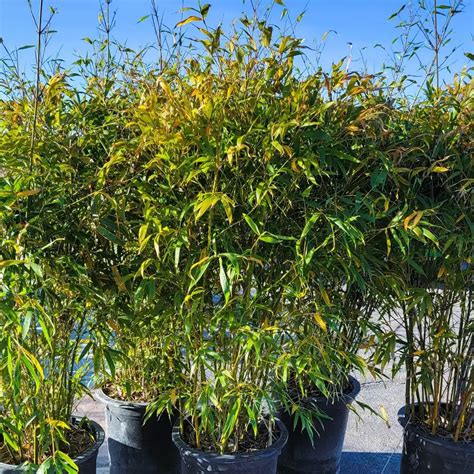 Buddha Belly Bamboo Desert Shade Nursery