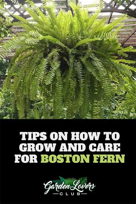 Boston Fern Care Growing Beautiful Boston Fern Houseplants Garden