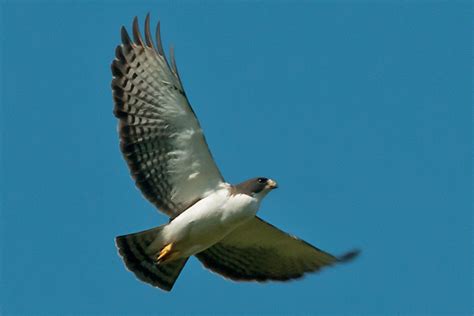 Types Of Hawks In Michigan Where To Find Them