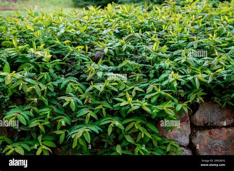 Hypericum Perforatum Conocido Como St La Hierba De Juan Es Una