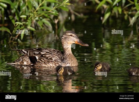 Wildlife Ducklings Hi Res Stock Photography And Images Alamy