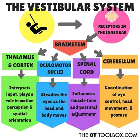 Vestibular Sense