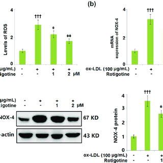 Treatment With Rotigotine Attenuated Ox Ldl Induced Oxidative Stress In