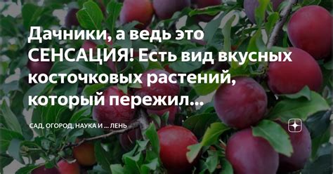 Дачники, а ведь это СЕНСАЦИЯ! Есть вид вкусных косточковых растений ...