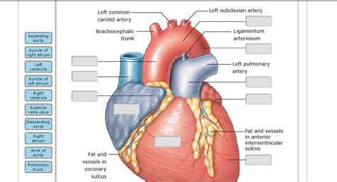 Solved Internodal Pathways Purkinje Fibers Av Bundle