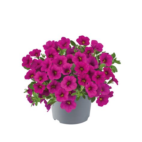 Calibrachoa Cabaret Online Shops