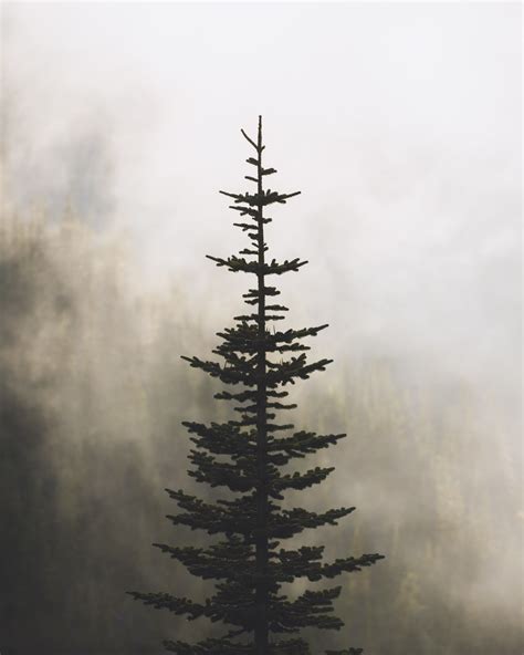 Nature Portrait Display Pine Trees Hd Phone Wallpaper Rare Gallery