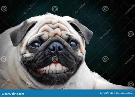 Happy Pug Dog Unique Smile Stock Photo Image Of Isolated Teeth