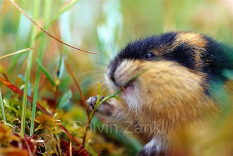 Norway Lemming Lemmus Lemmus Lemen Solvin Zankl Wildlife Photography