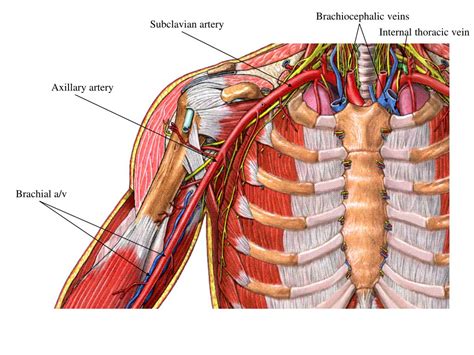 Brachial Artery Arteria Brachialis Subclavian Artery Brachial | Images ...