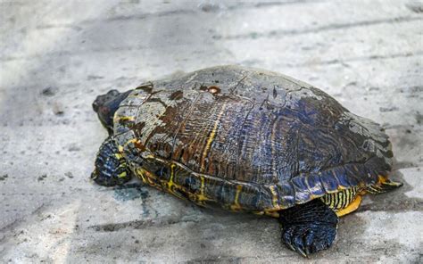 How Do I Know If My Turtle Is Too Fat Turtle Pet Guide