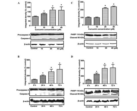 Curcumin Triggers Apoptosis Via Upregulation Of Bax Bcl 2 Ratio And