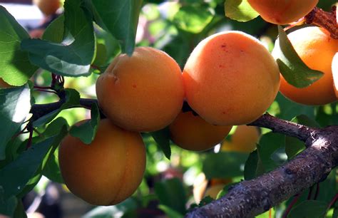 Best Apricots For Apricot Juice And How To Choose Them Juice Health