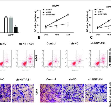 Nnt As Knockdown Inhibited Proliferation And Invasion But Promoted