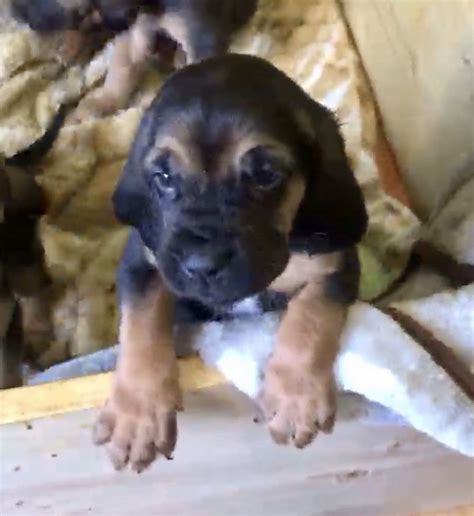 Bloodhound Puppies Purebred Bloodhound Puppies Puppies Bloodhound